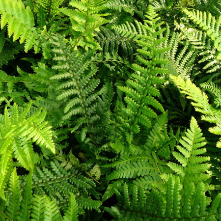 Dryopteris affinis - goudschubvaren