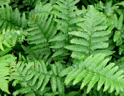 Dryopteris filix-mas - mannetjesvaren