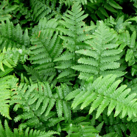 Dryopteris filix-mas - mannetjesvaren