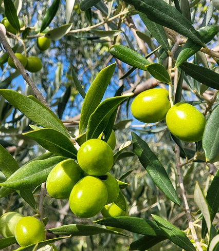 Olea europea - olijf