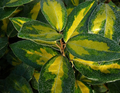 Elaeagnus ebbingei ‘Limelight’