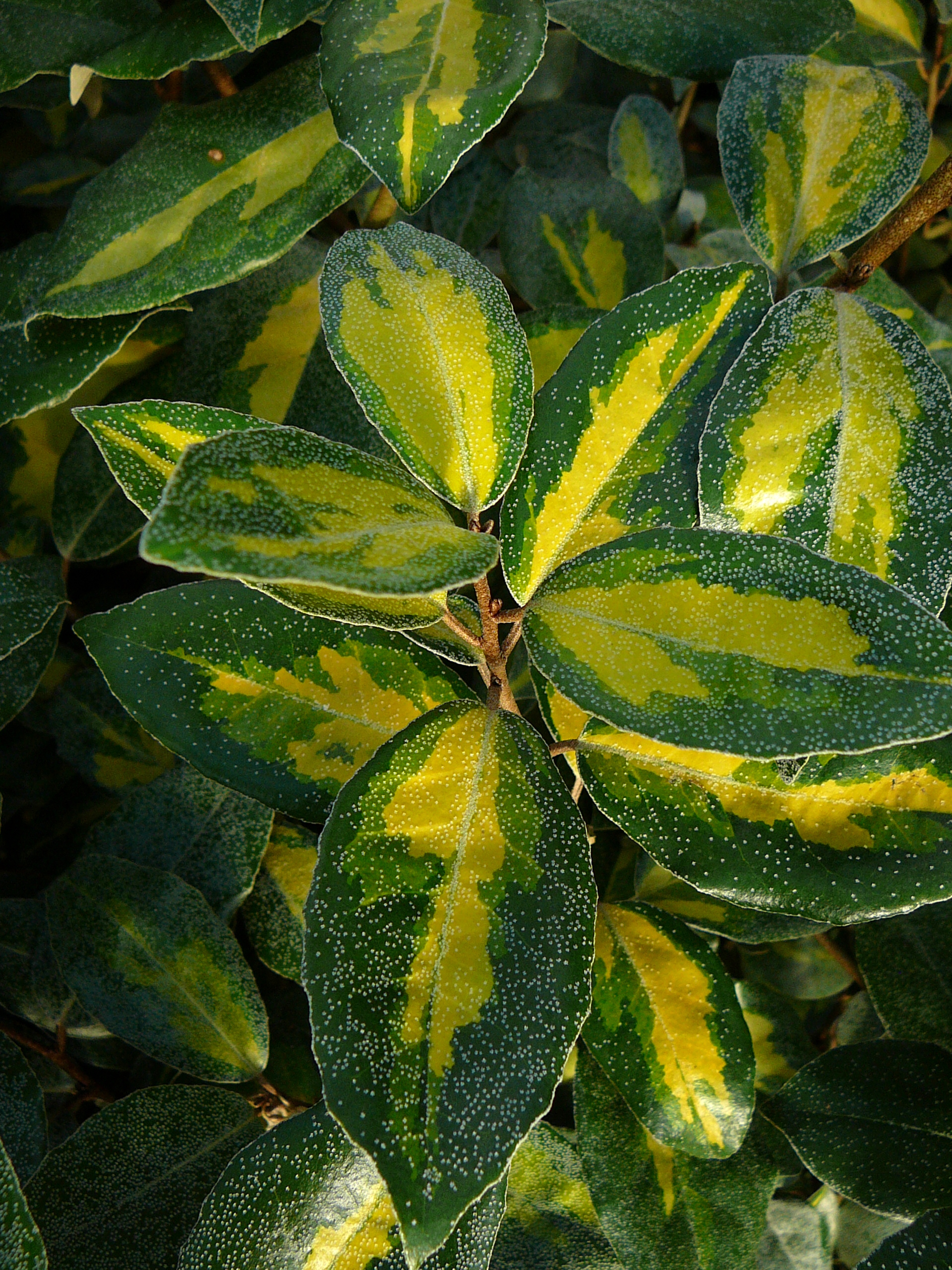 Elaeagnus ebbingei ‘Limelight’ - olijfwilg