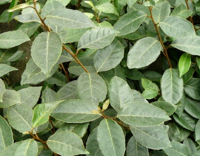 Elaeagnus ebbingei