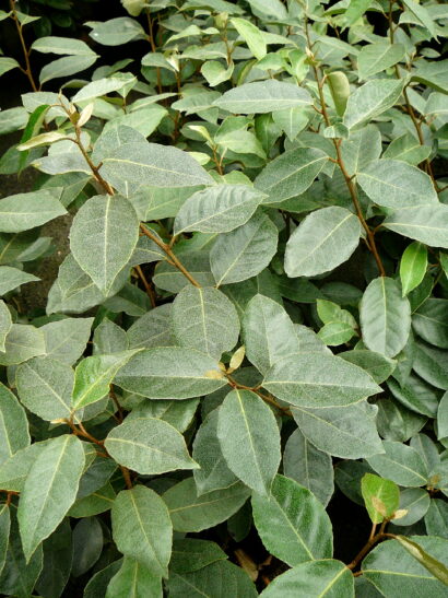 Elaeagnus ebbingei - olijfwilg