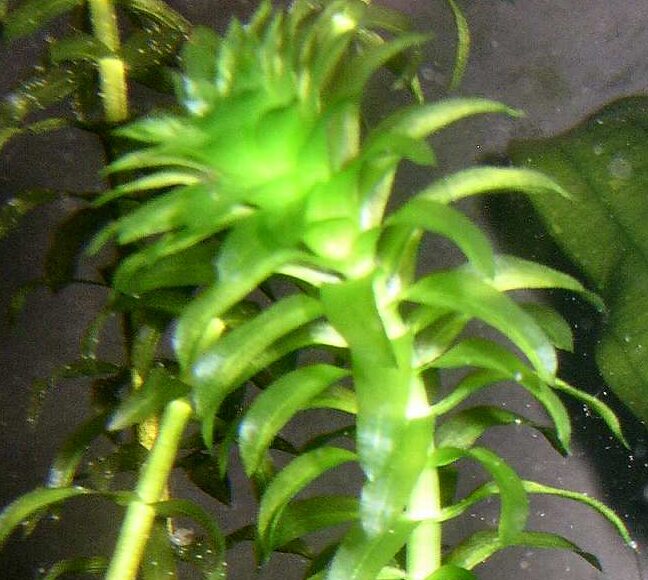 Elodea densa - waterpest