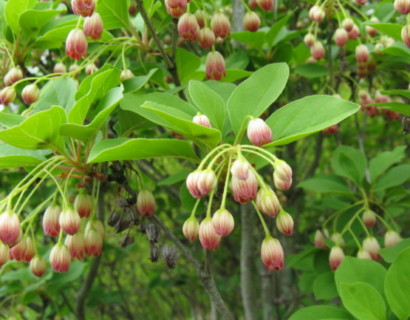 Enkianthus campanulatus - pronkklokje