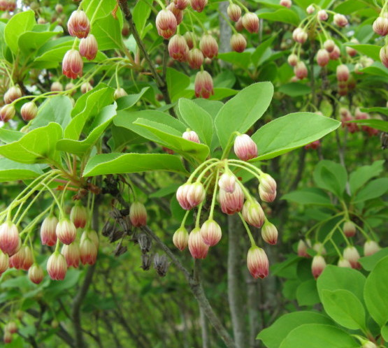 Enkianthus campanulatus - pronkklokje