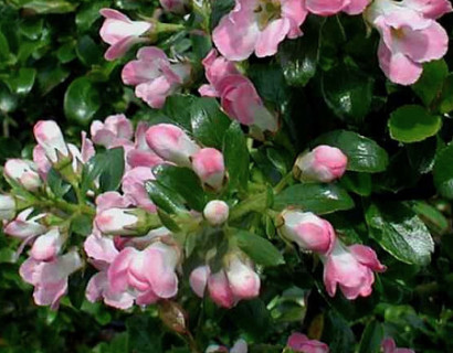 Escallonia ‘Apple Blossom’ - geen