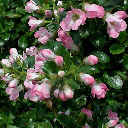 Escallonia ‘Apple Blossom’ - geen