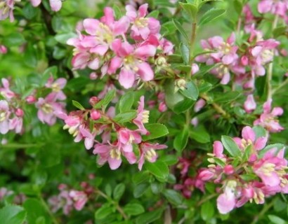 Escallonia ‘Donard Seedling’ - geen