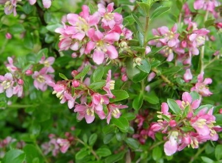 Escallonia ‘Donard Seedling’ - geen