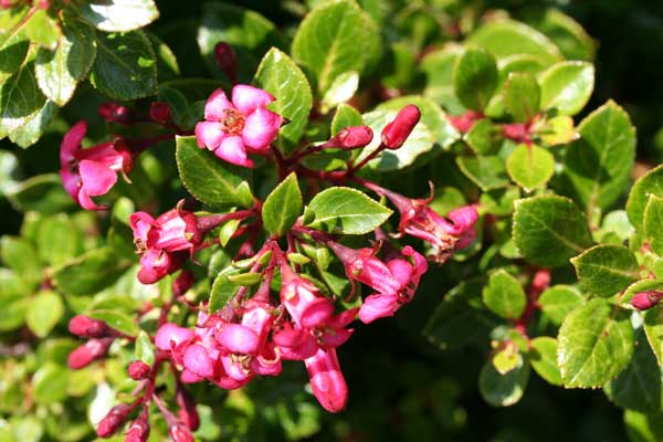 Escallonia 'Red Dream'.