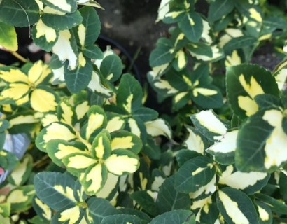 Euonymus fortunei ‘Blondy’ - kardinaalsmuts of kardinaalshoed