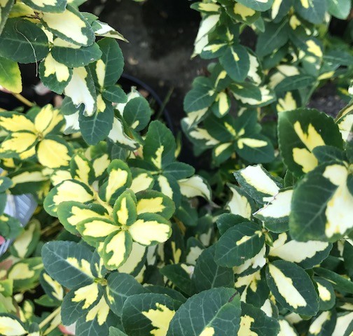 Euonymus fortunei ‘Blondy’ - kardinaalsmuts of kardinaalshoed