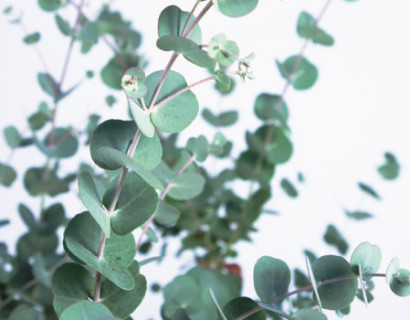 Eucalyptus gunni ‘Azura’ - cidergomboom, koortsboom