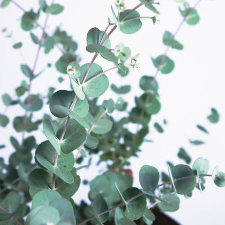 Eucalyptus gunni ‘Azura’ - cidergomboom, koortsboom