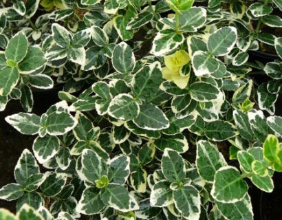 Euonymus fortunei ‘Emerald ’n Gaiety’ - kardinaalsmuts of kardinaalshoed