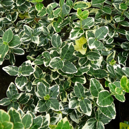 Euonymus fortunei ‘Emerald ’n Gaiety’ - kardinaalsmuts of kardinaalshoed