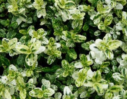 Euonymus fortunei ‘Silverstone’ - kardinaalsmuts of kardinaalshoed