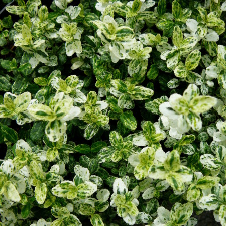Euonymus fortunei ‘Silverstone’ - kardinaalsmuts of kardinaalshoed