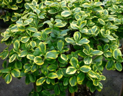 Euonymus fortunei ‘Canadale Gold’ op stam - kardinaalshoed