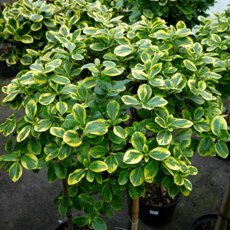 Euonymus fortunei ‘Canadale Gold’ op stam - kardinaalshoed