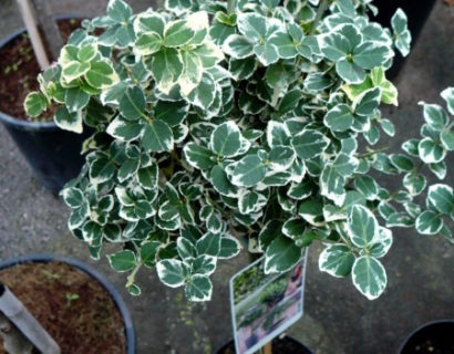 Euonymus fortunei ‘Emerald ’n Gaiety’ op stam - kardinaalsmuts of kardinaalshoed