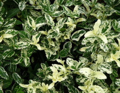 Euonymus fortunei 'Harlequin' pot 2 liter