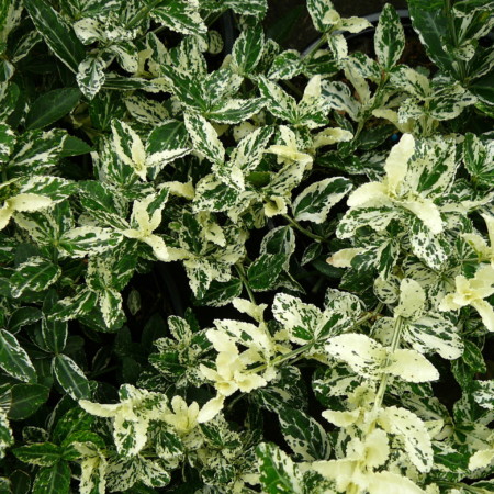 Euonymus fortunei ‘Harlequin’ - kardinaalsmuts of kardinaalshoed