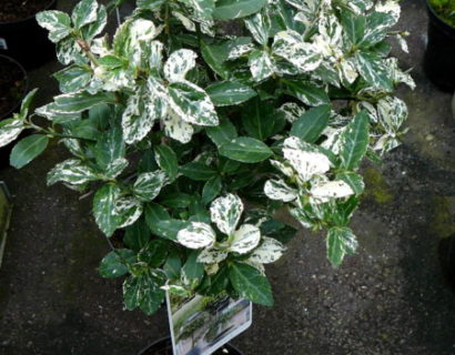 Euonymus fortunei ‘Harlequin’ op stam - kardinaalsmuts of kardinaalshoed