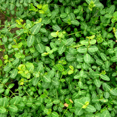 Euonymus fortunei ‘Minimus’ - kardinaalsmuts of kardinaalshoed