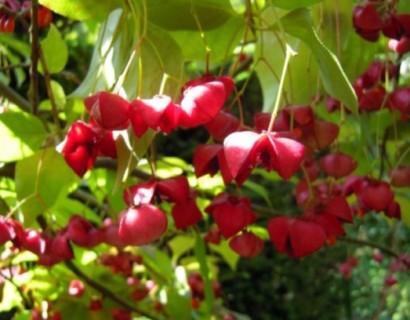 Euonymus planipes op stam - kardinaalsmuts