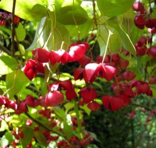 Euonymus planipes op stam - kardinaalsmuts