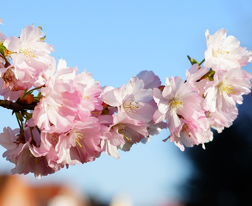 Prunus serrulata ‘Kiku-shidare-zakura’ boom - Japanse treursierkers