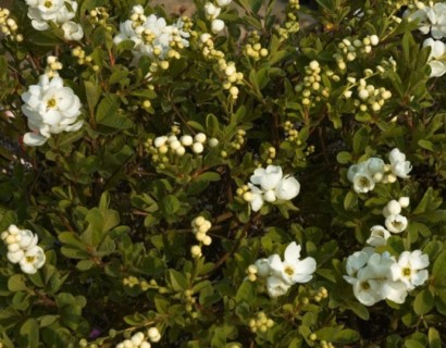 Exochorda macrantha ‘The Bride’ - parelstruik