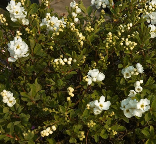 Exochorda macrantha ‘The Bride’ - parelstruik