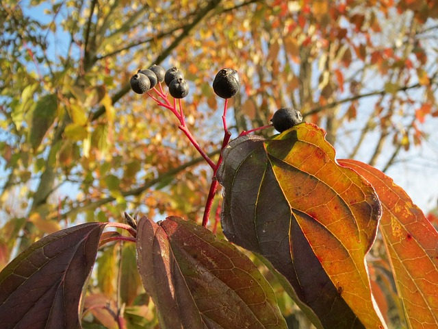 Cornus sanguinea ‘Midwinter Fire’ of ‘Winter Beauty’ - kornoelje