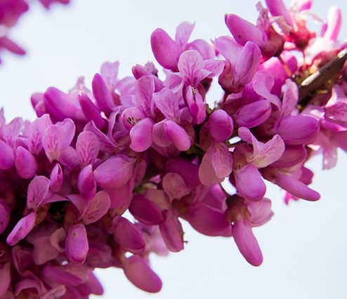 Cercis chinensis ‘Avondale’ boom - judasboom