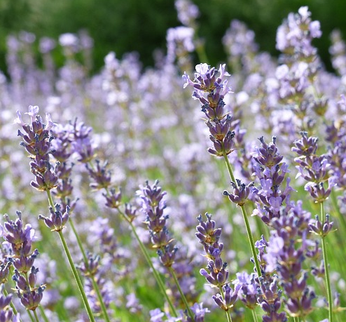 Lavandula dentata - Franse geurlavendel
