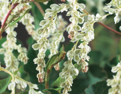 Fallopia aubertii - bruidssluier