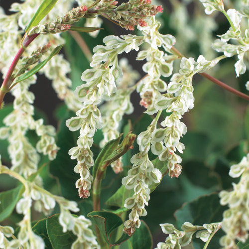 Fallopia aubertii - bruidssluier