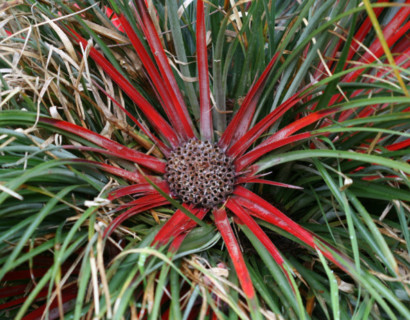 Fascicularia bicolor - tuinbromelia