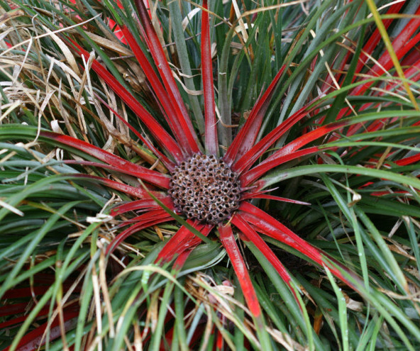 Fascicularia bicolor - tuinbromelia