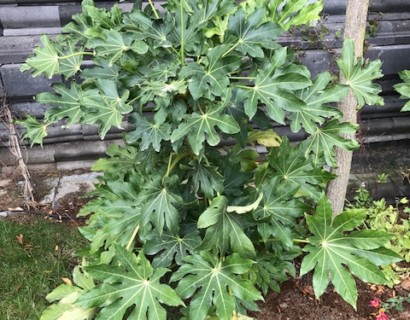 Fatsia japonica - vingerplant