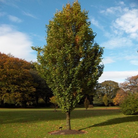Fagus sylvatica ‘Dawyck’ - zuilbeuk