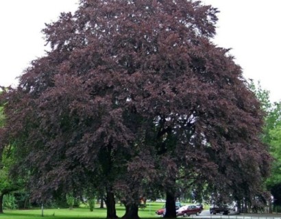 Fagus sylvatica ‘Purpurea’ of atropunicea - rode beuk
