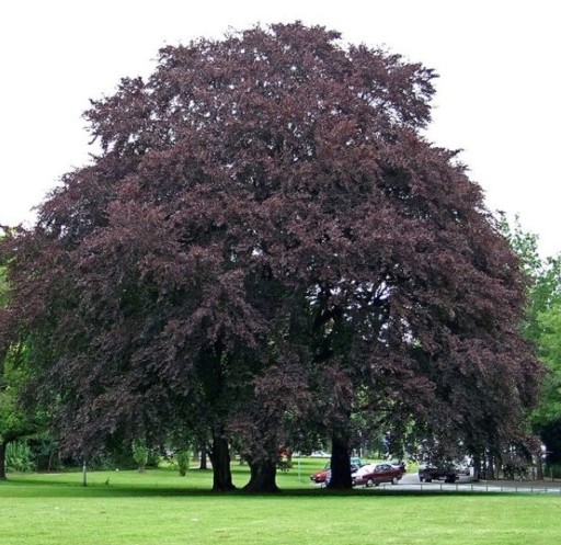 Fagus sylvatica ‘Purpurea’ of atropunicea - rode beuk