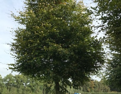 Fagus sylvatica - groene beuk