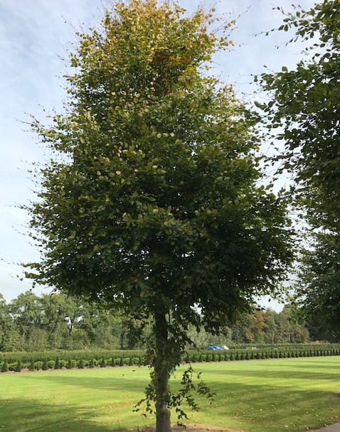 Fagus sylvatica - groene beuk