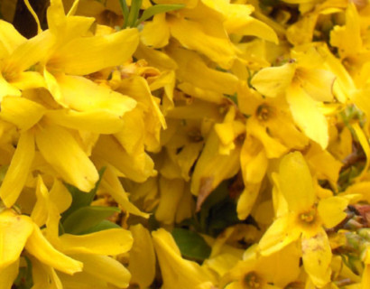 Forsythia intermedia ‘Minigold’ - Chinees klokje